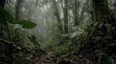 Lush Tropical Rainforest Path In Misty Weather