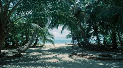 Tropical Beach View Through Palm Trees