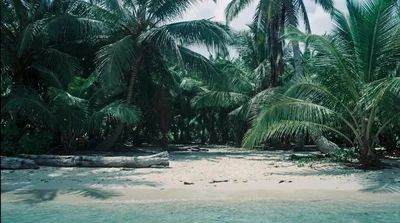 Tropical Beach Shoreline With Palm Trees And Driftwood
