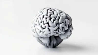 Rotating Human Brain Model On White Background
