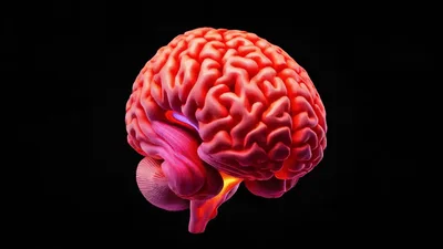 3D Medical Animation Of Human Brain Rotating