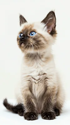 Adorable Siamese Kitten Looking Around With Bright Blue Eyes