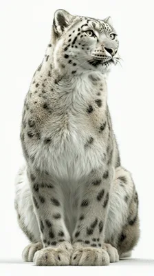 Majestic Snow Leopard Sitting And Looking Around