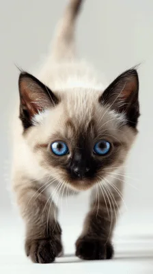 Siamese Kitten Walking Towards Camera on White Background