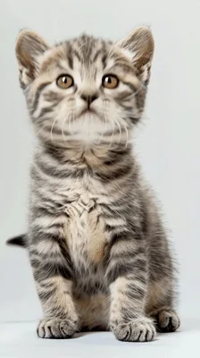 Cute Tabby Kitten Meowing and Looking Around