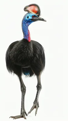 Southern Cassowary Standing Against A White Background