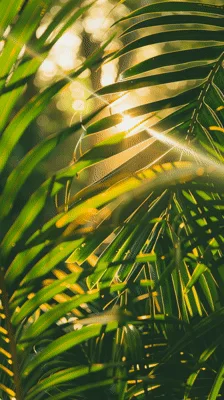 Golden Sunlight Shining Through Lush Tropical Palm Leaves