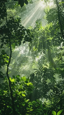 Sunlight Beams Filtering Through Dense Tropical Rainforest Canopy