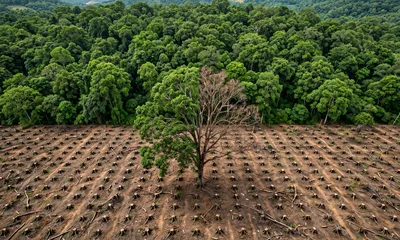 Aerial View Of Deforestation And A Single Surviving Tree
