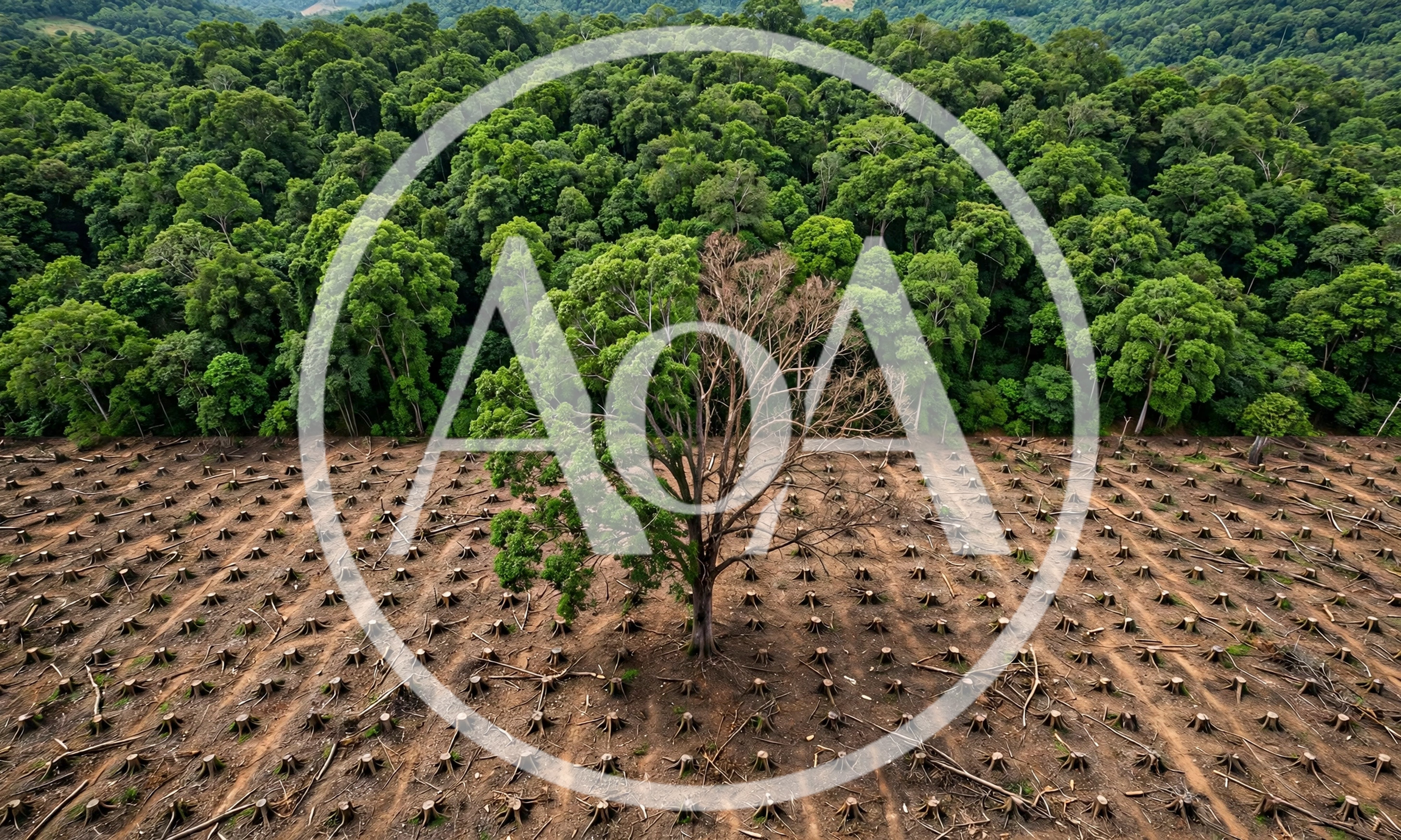 Aerial View Of Deforestation And A Single Surviving Tree
