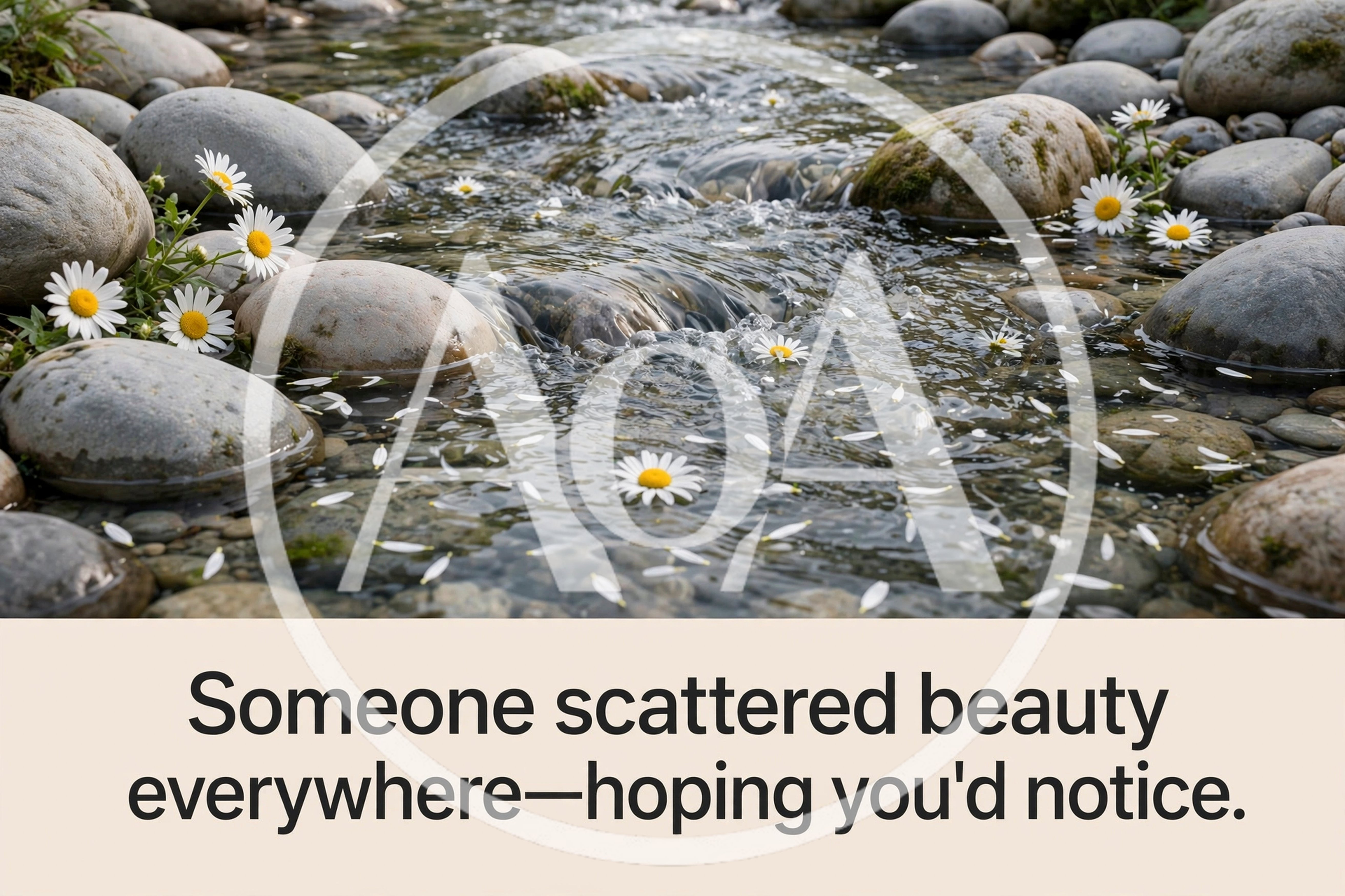 Daisies Floating Down A Gentle Rocky Stream