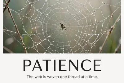 Spider Sitting In The Center Of A Dewy Web