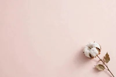 Single Cotton Flower Stem On Pastel Pink Background