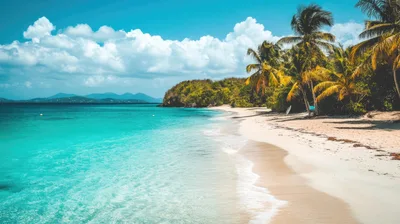 Tropical Beach Shoreline With Palm Trees And Turquoise Water