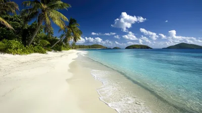 Tropical Beach With Palm Trees And Turquoise Water