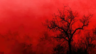 Silhouette Of A Bare Tree Against A Red Sky