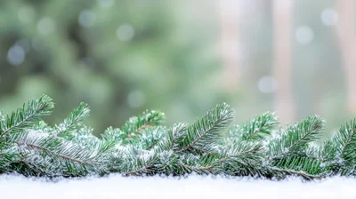 Snow Covered Pine Branches On A Winter Background