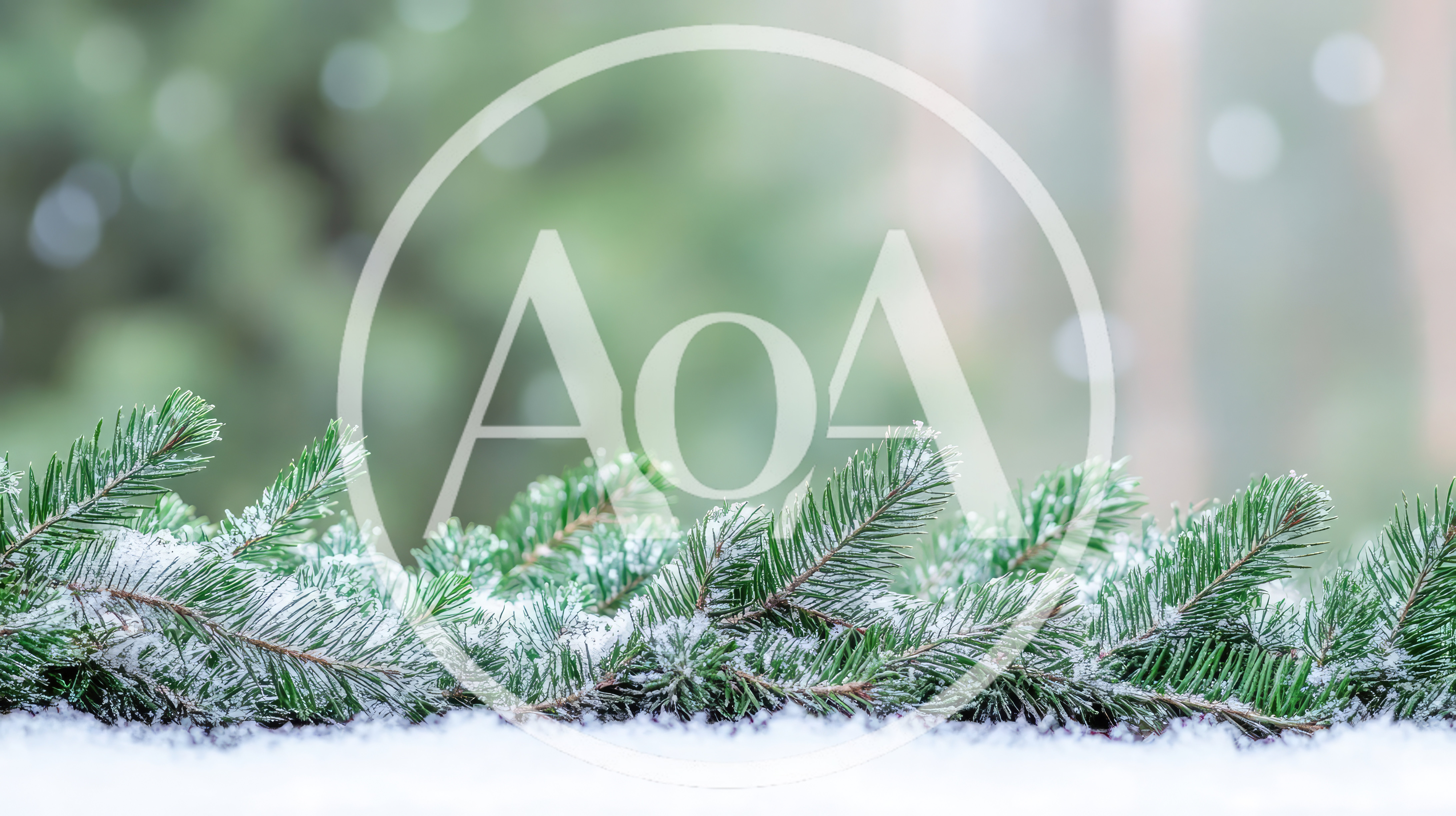Snow Covered Pine Branches On A Winter Background