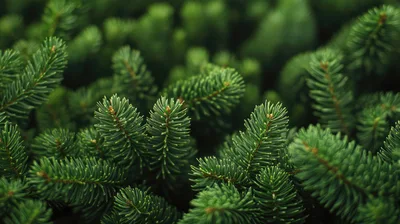 Close Up Of Lush Green Pine Tree Needles