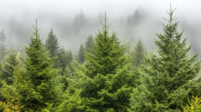 Misty Evergreen Forest With Dense Coniferous Trees