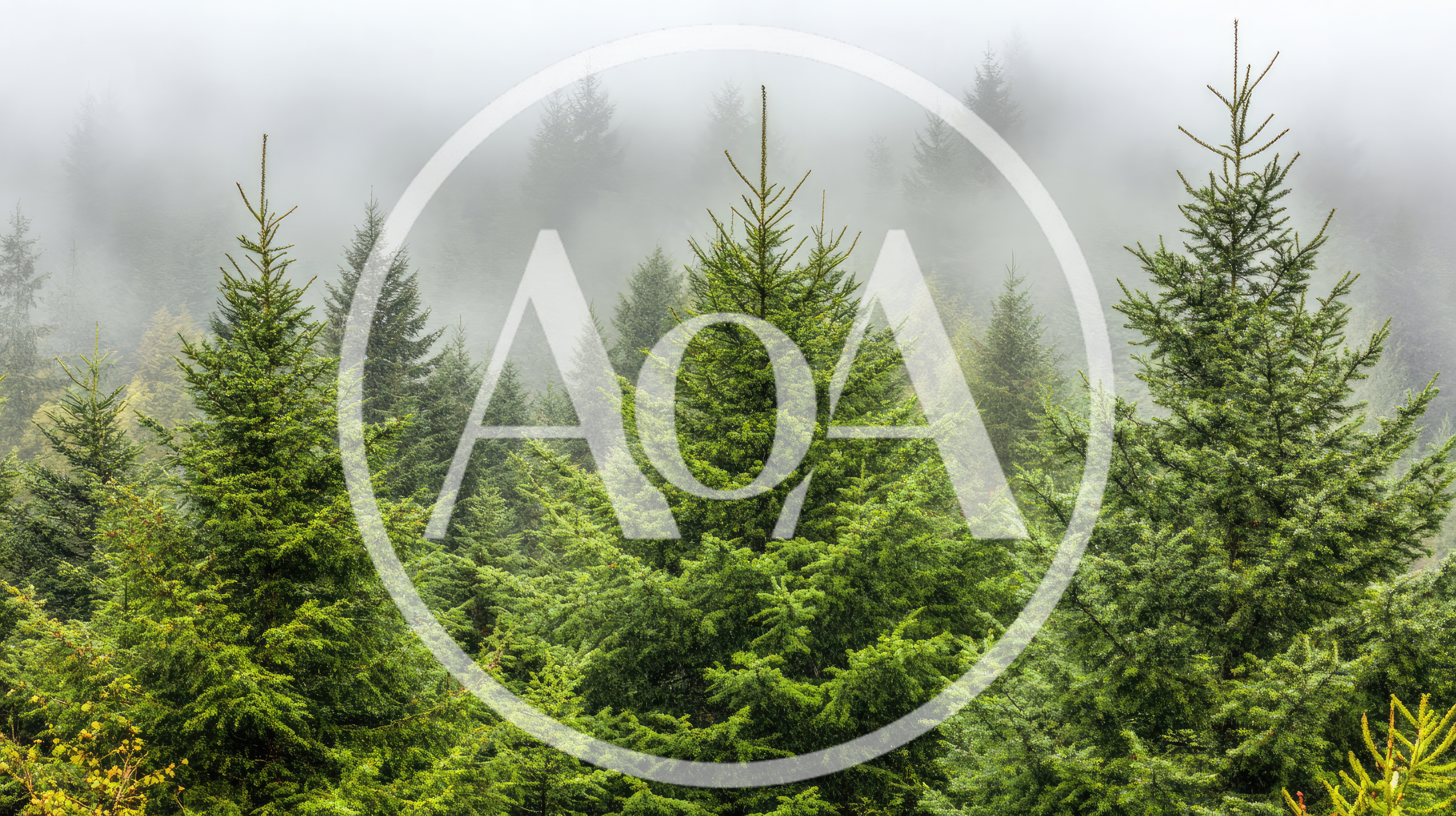 Misty Evergreen Forest With Dense Coniferous Trees