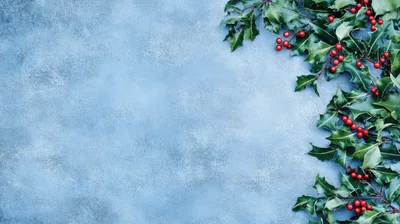 Holly Branches With Red Berries On Blue Background