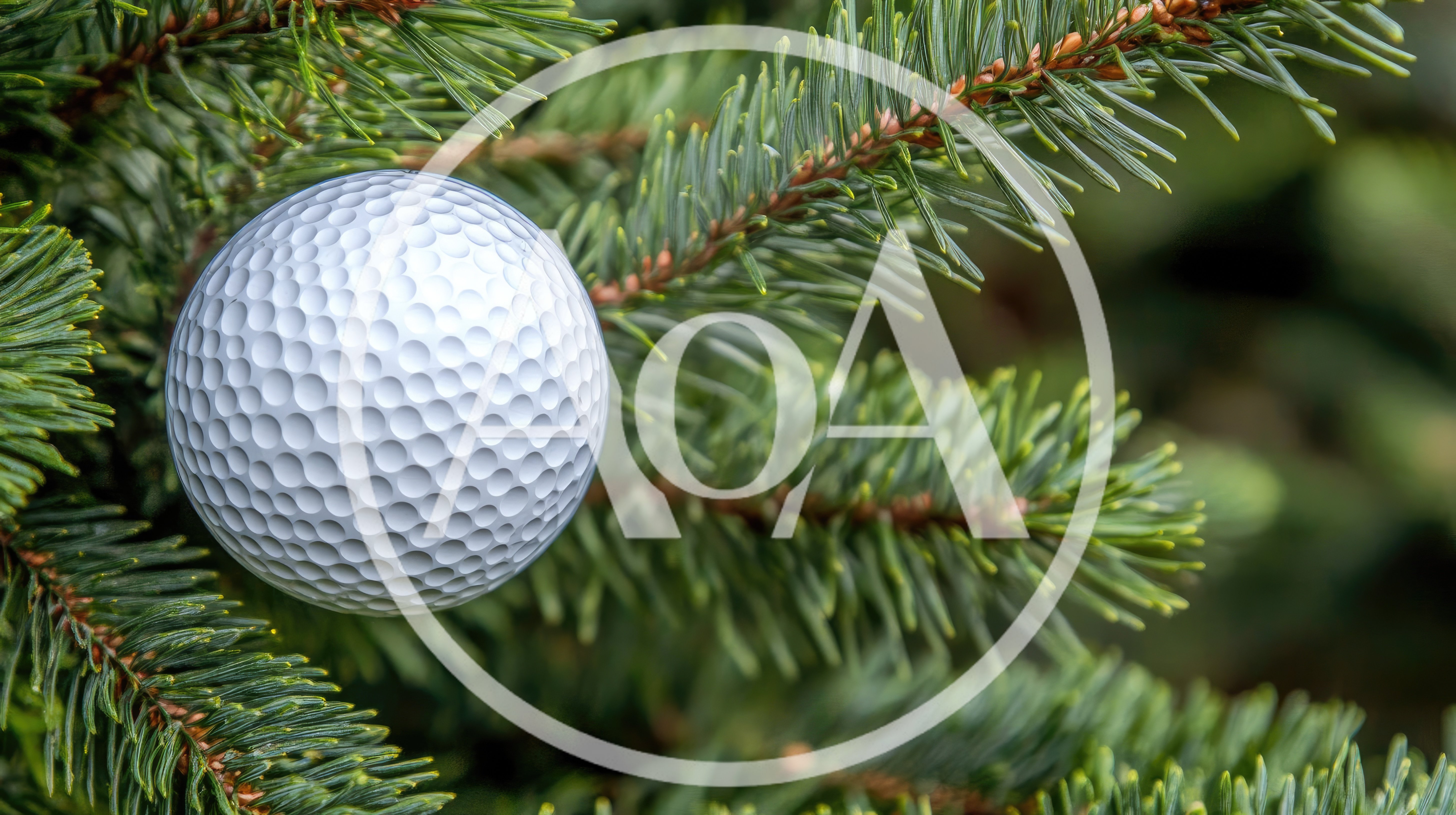 Golf Ball Resting on Pine Tree Branch
