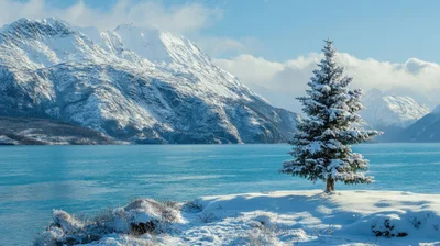 Snow Covered Pine Tree By A Glacial Lake
