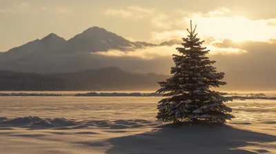 Snow Covered Pine Tree Against Alaskan Mountain Range