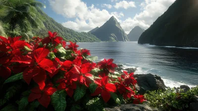 Poinsettia Flowers Overlooking The Pitons In Saint Lucia