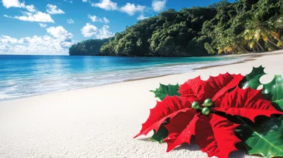 Poinsettia Flower on a Tropical Beach