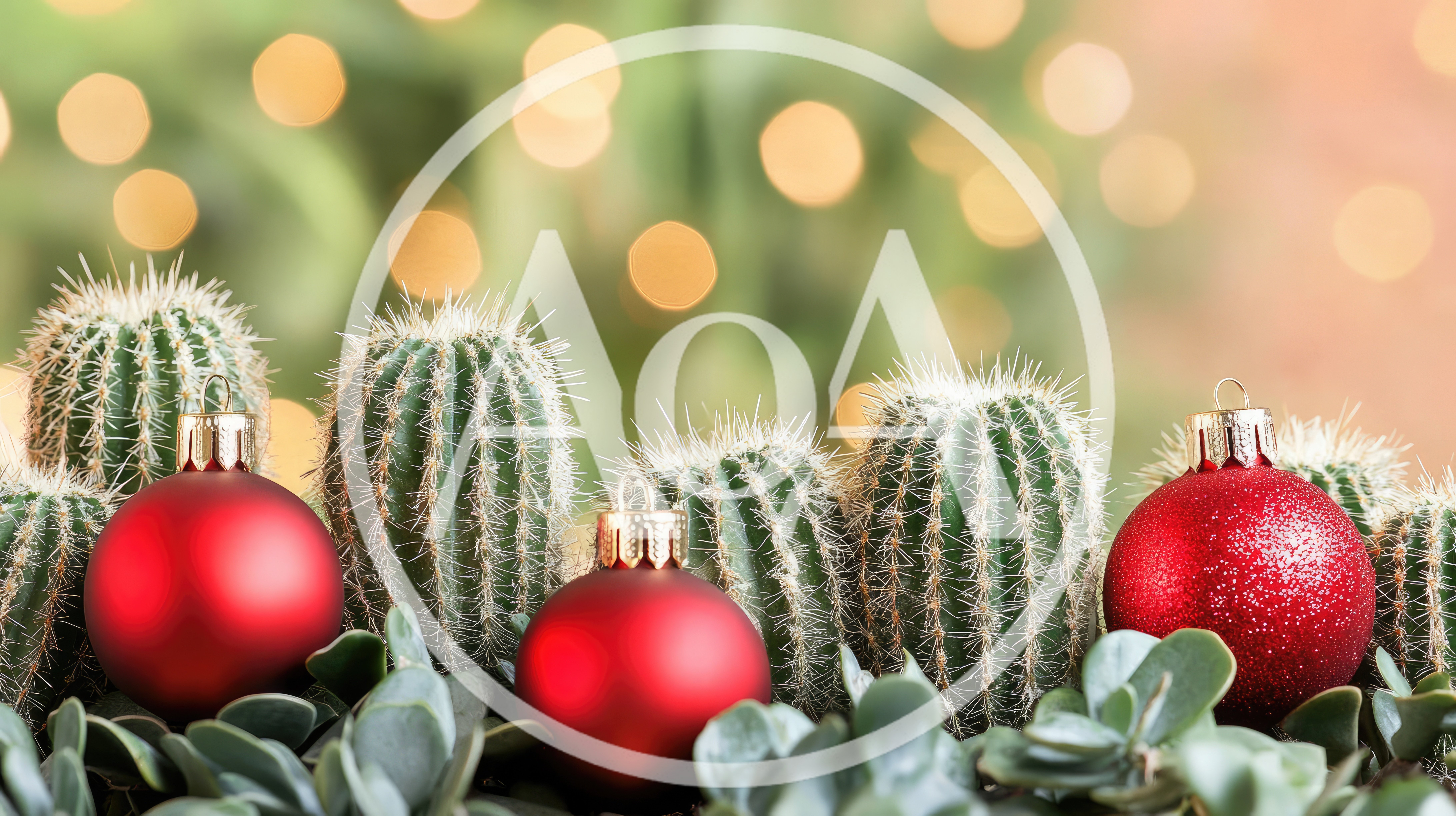 Cactus Plants Decorated With Red Christmas Ornaments