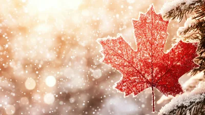 Frost Covered Red Maple Leaf on Pine Branch