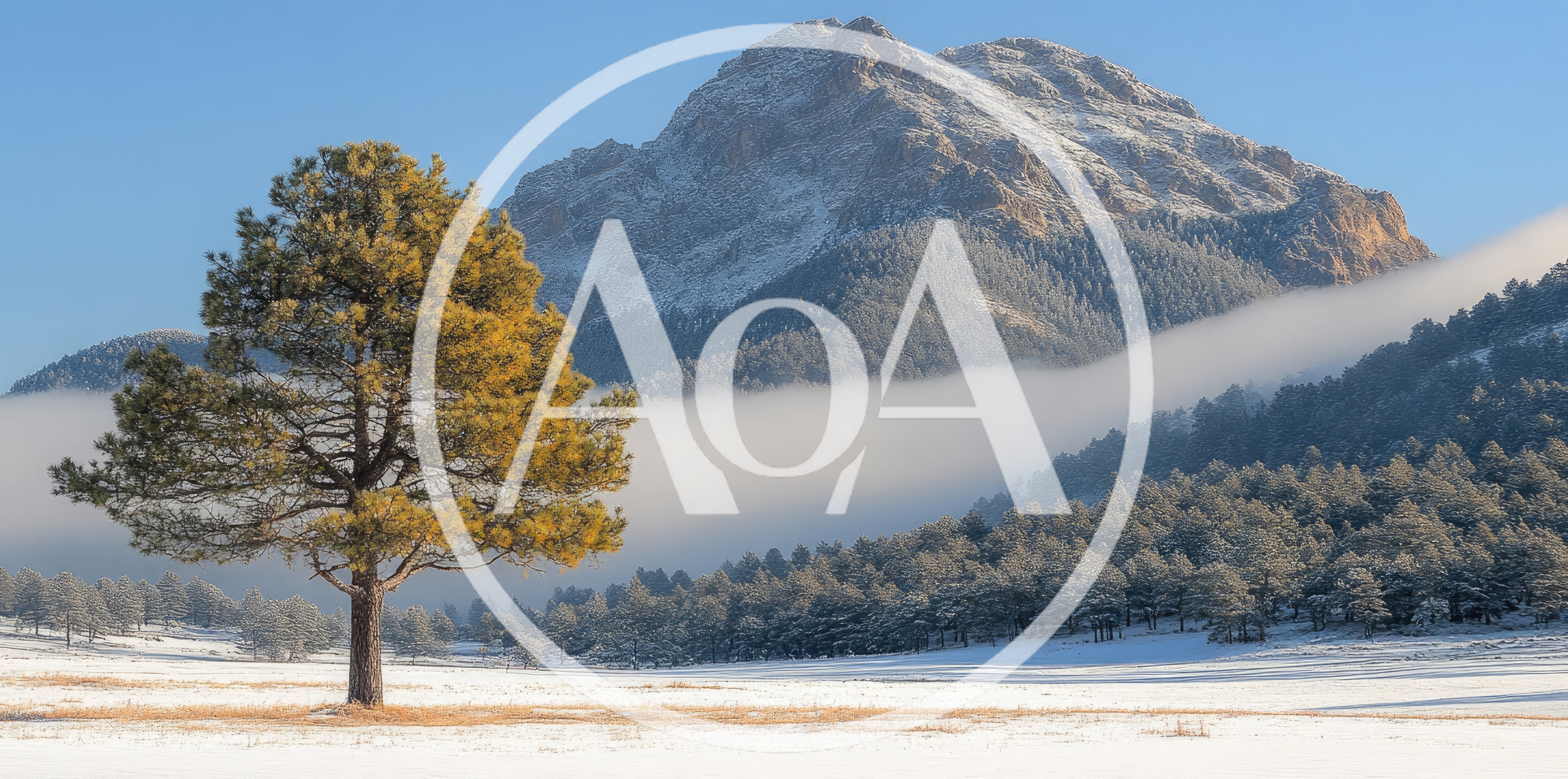 Solitary Pine Tree In Snowy Mountain Landscape