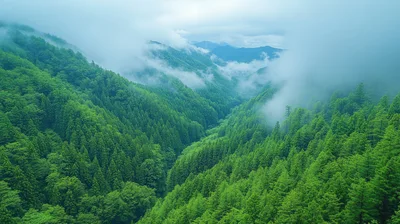 Aerial View Of Lush Green Forest Valley With Mist