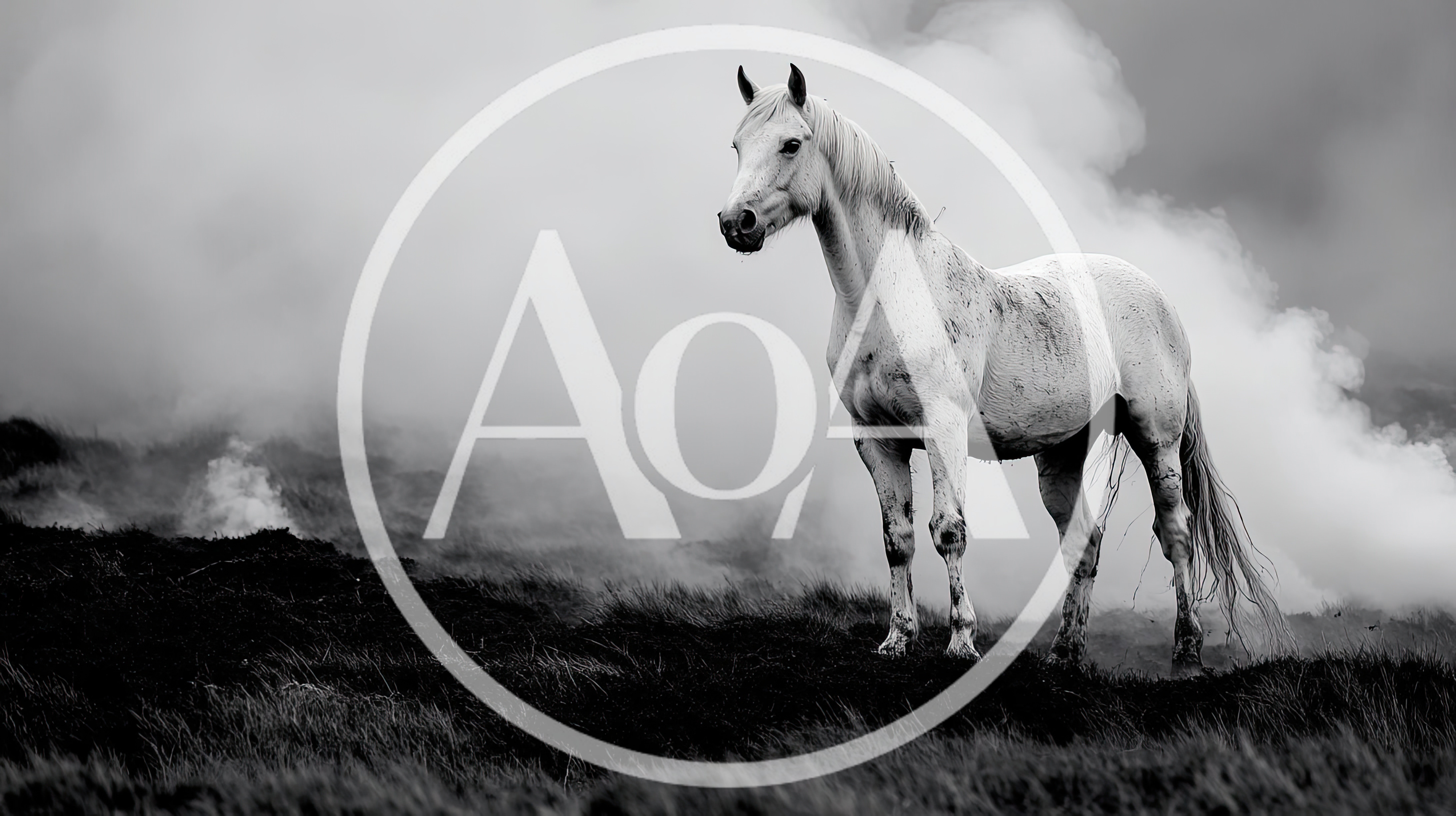 Majestic White Horse Standing In Misty Field