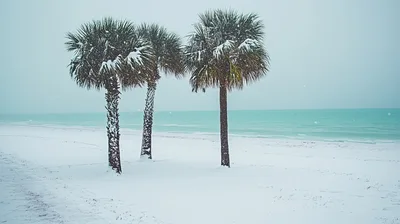 Snow Covered Palm Trees On A Tropical Beach