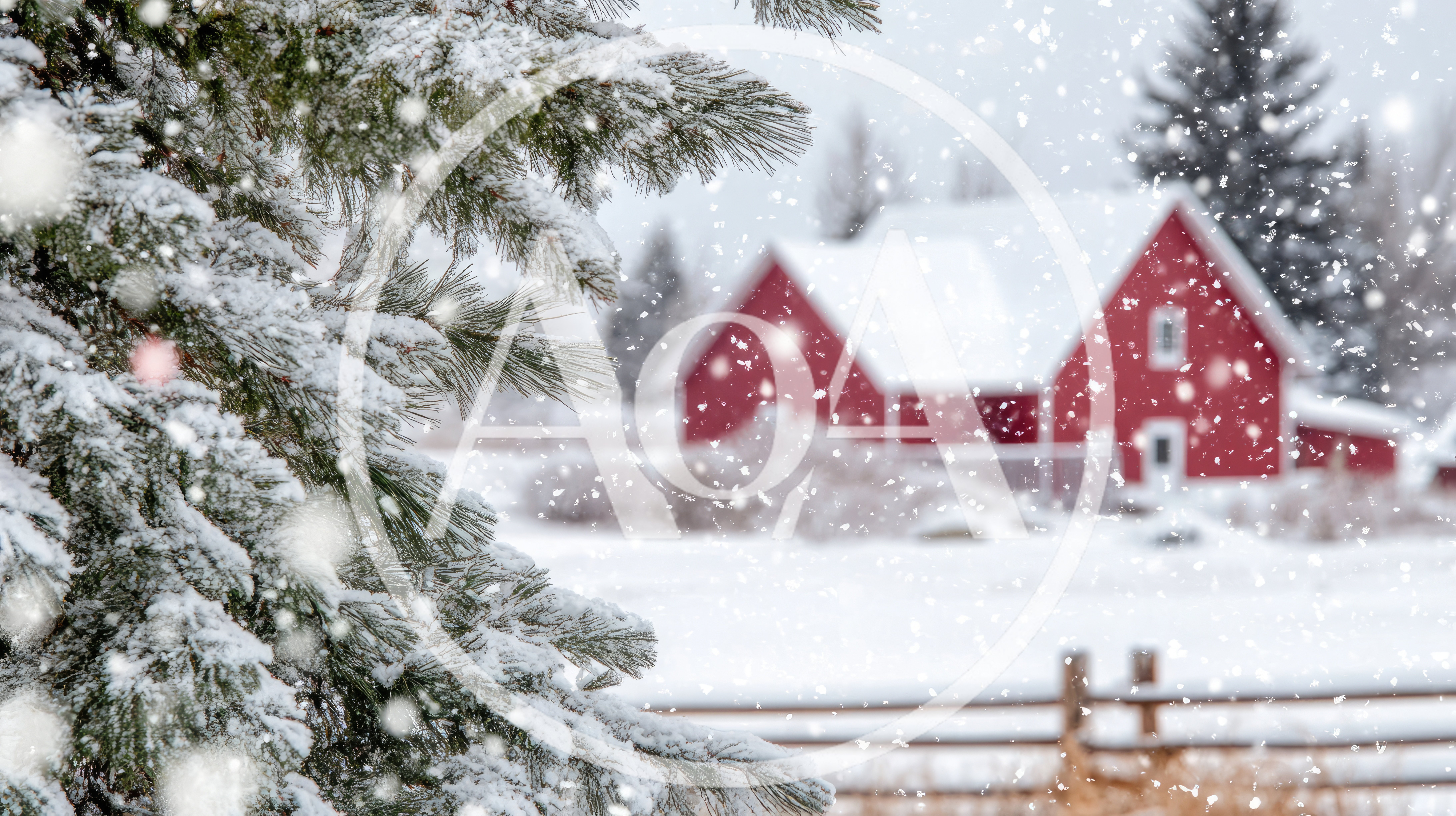 Snowy Pine Branch With Red Barn In Background