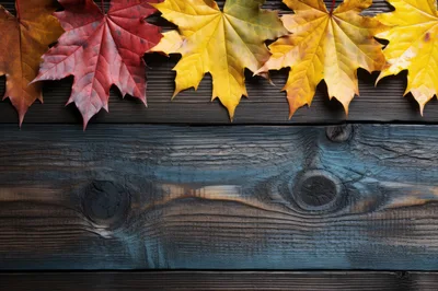 Autumn Maple Leaves Arranged On Dark Wooden Background