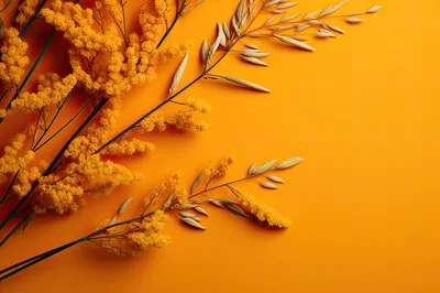 Yellow Mimosa Flowers And Oat Sprigs On Orange Background
