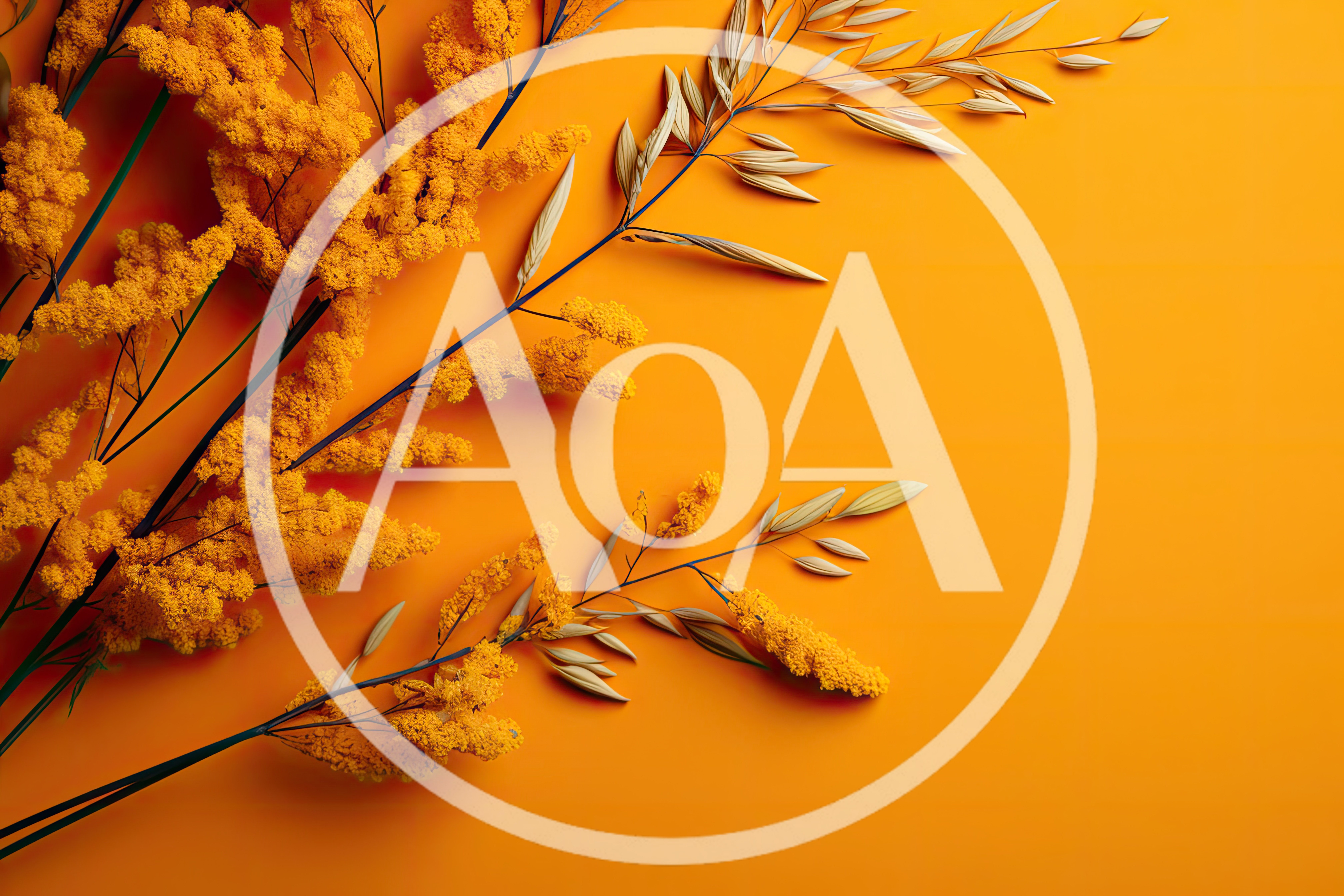 Yellow Mimosa Flowers And Oat Sprigs On Orange Background