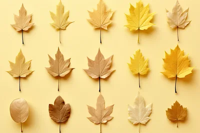 Collection Of Various Autumn Leaves On Yellow Background