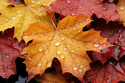 Wet Autumn Maple Leaves With Raindrops