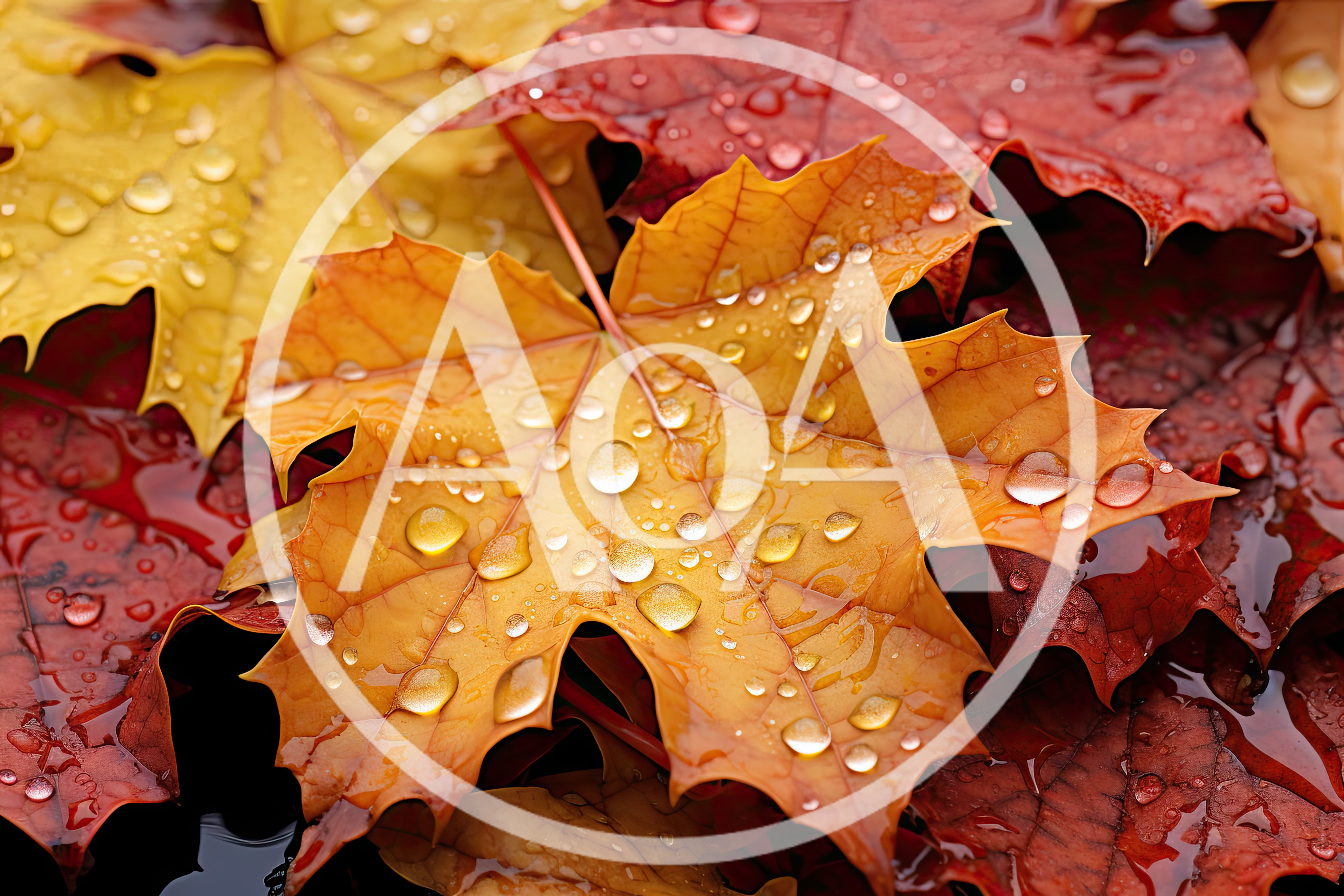 Wet Autumn Maple Leaves With Raindrops