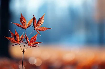 Close Up Of Vibrant Red Maple Leaves With Dew