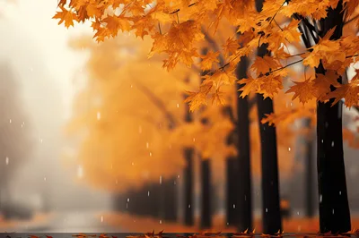 Rainy Autumn Day With Golden Maple Trees