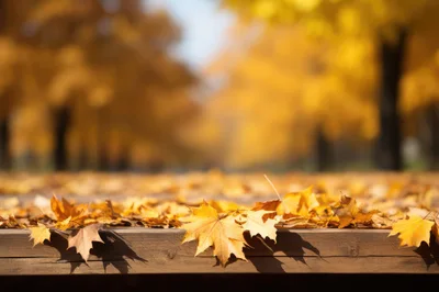 Autumn Maple Leaves Resting On A Wooden Bench
