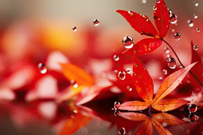 Red Maple Leaves With Floating Water Droplets