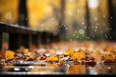Fallen Autumn Leaves Resting In A Rain Puddle