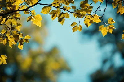 Golden Autumn Leaves Against A Clear Blue Sky